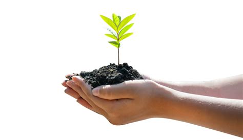 Image result for Sapling Transparent