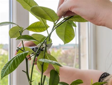 Image result for Lemon Tree Pruning