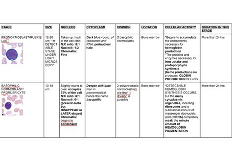 Image result for Blood Cell Lineage Chart