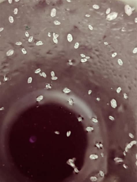 White stuff floating on top of Concord wine batch. Can someone identify? : r/winemaking