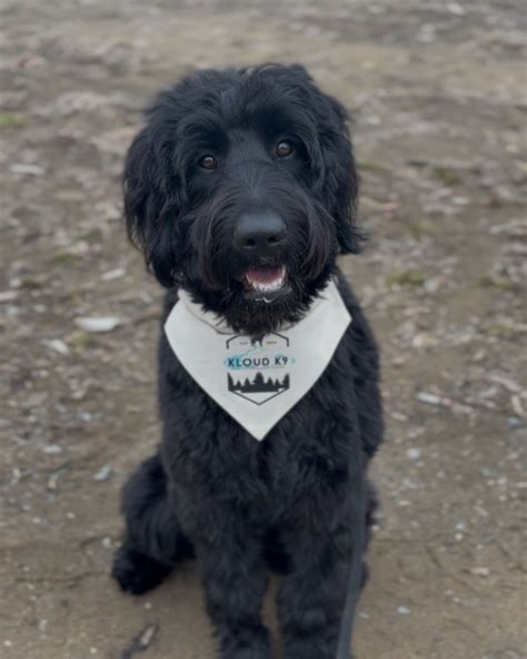 Kloud K9 Dog Psychology Centre (@kloudk9dpc) • Instagram photos and videos