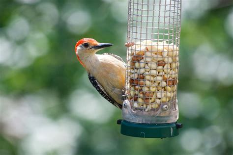Bird Feeders: Attract Colorful Wild Birds - HomyDecors