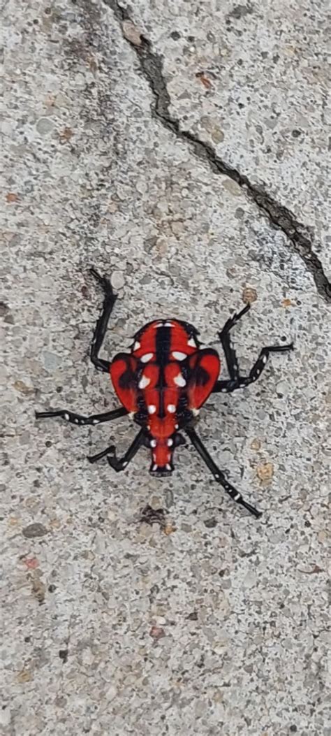 Red Bugs On Concrete
