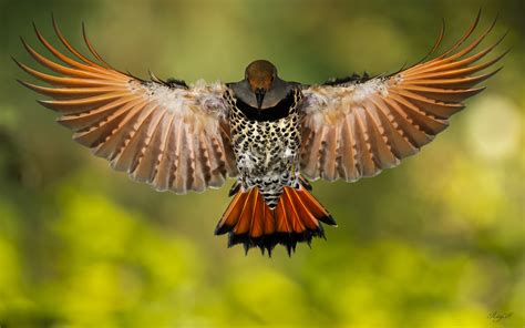 animals, Birds, Wings, Feathers, Flight, Fly, Macro, Motion Wallpapers ...