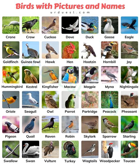 A to Z Bird Names List in English with Pictures - Download in Pdf
