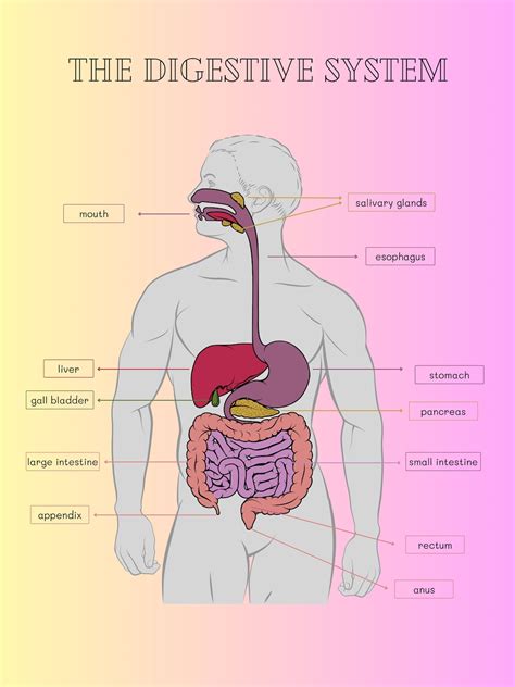 Image result for Digestive System Theme