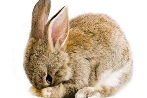 Image result for Rotating Head Rabbit