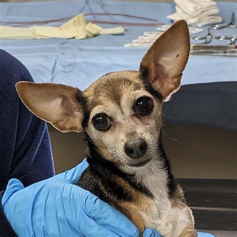 Ms. Cookie - 15/10 Foundation