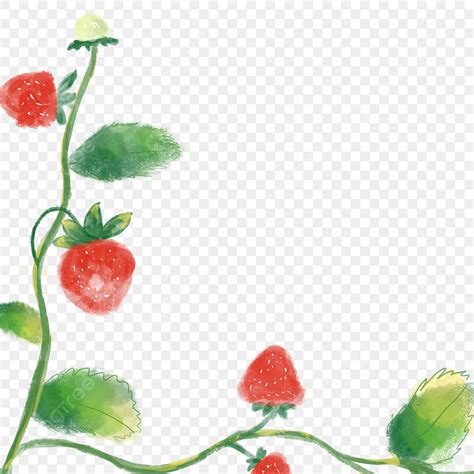 Artwork Of Strawberry Vines