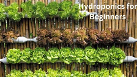 Basic Hydroponics for Beginners 的图像结果