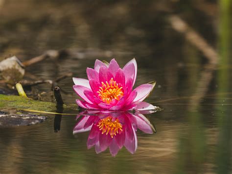 Lily Att Nude Photos, Download The BEST Free Lily Att Nude Stock Photos & HD Images