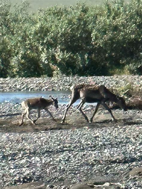 Back to School at a Brahman Show Cattle Ranch | V8 Ranch | V8 Ranch