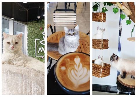 The 6 Coziest Cat Cafes In UAE