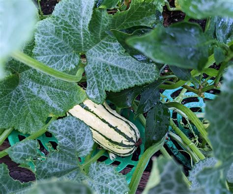 Squash companion planting – 7 vegetables, flowers, and…