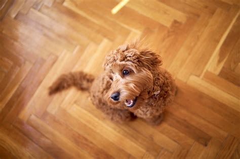 Image result for Cockapoo Girl