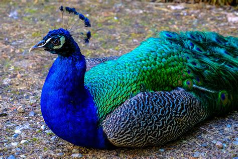 Blue and Green Peacock · Free Stock Photo