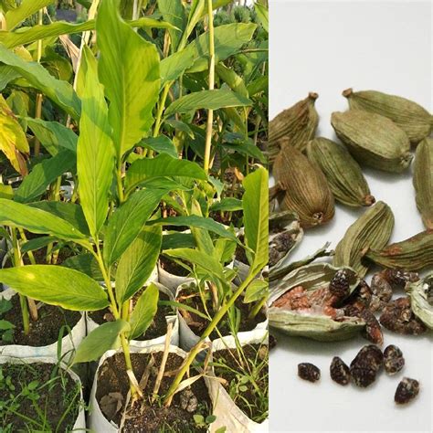 Guruji Plantation - Badi Elaichi/Cardamom Spicy Plant with Black Pot ...