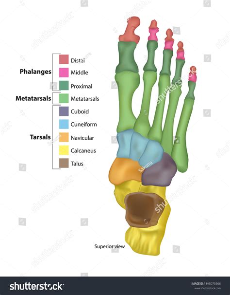 Huesos de los pies (Tarsales o: vector de stock (libre de regalías ...