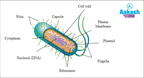 Image result for Structure and Function of Cytoplasm