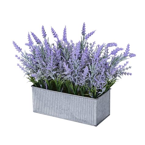 Lavender Plants Indoors