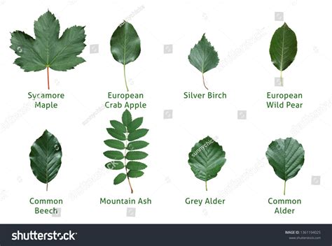 What Are The Five Types Of Leaves at James Winkel blog