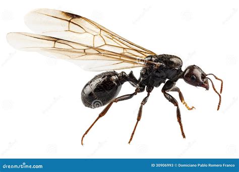 Black Winged Garden Ant Species Niger Lasius Stock Image - Image of ...