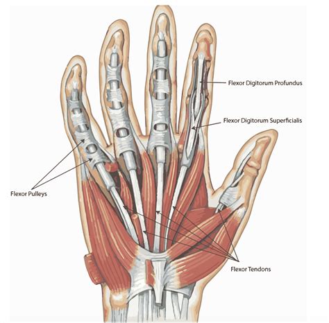 Finger Tendon Anatomy Diagram Physical Therapy In Reading, Sinking