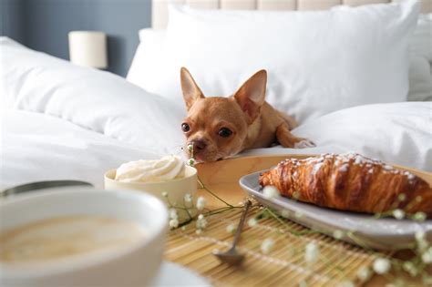 Can Dogs Eat Butter