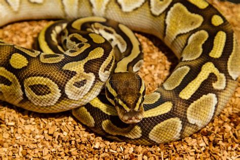 Image result for Snake Discovery Ball Python