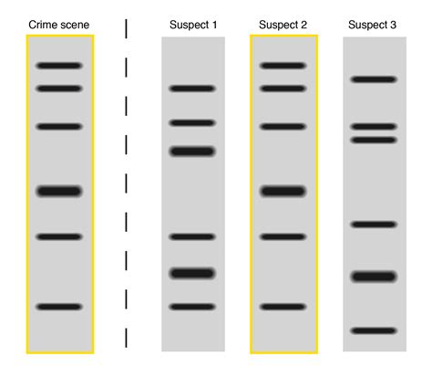 Image result for DNA Fingerprinting Graph