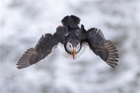 Arctic Animals | Travellers Guide To Wildlife Of The Arctic