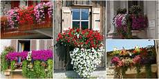 fiori per il balcone fiori da balcone creare uno spazio green roba da donne fiori per il balcone fiori da balcone creare uno spazio green roba da donne