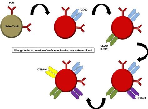 Figure 17.1 Change in the surface marker molecule on the activated T cells: