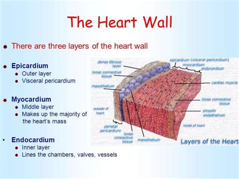 heart anatomy pdf.pdf