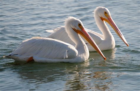 Field Notes and Photos: American White Pelicans return to Placida ...