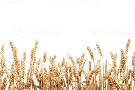 Agriculture PNG 的图像结果