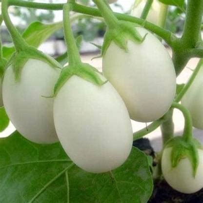 KANAYA Gardening White BRINJAL (Egg Plant) Seed Price in India - Buy ...
