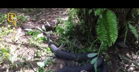Image result for Cobra vs Python