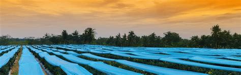 Effective Weed Control with Weed Mats