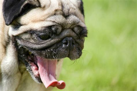 Sneezing in Dogs - Definition, Cause, Solution, Prevention, Cost