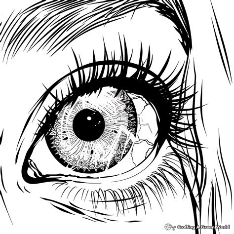 Human Eye Coloring Page Buy Eye Anatomy Coloring Book: Eye Anatomy