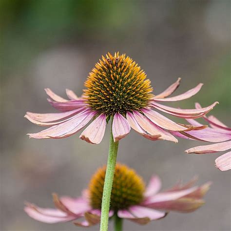 Soil Type Classification 的图像结果