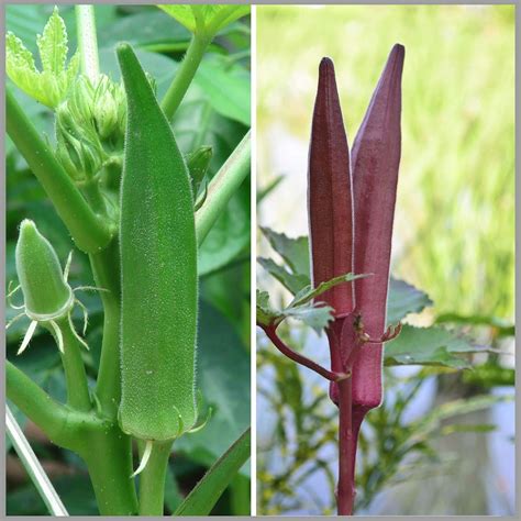 Bhendi Green & Red Combo (Lady Finger/Okra) Traditional Seeds (Each 20 ...