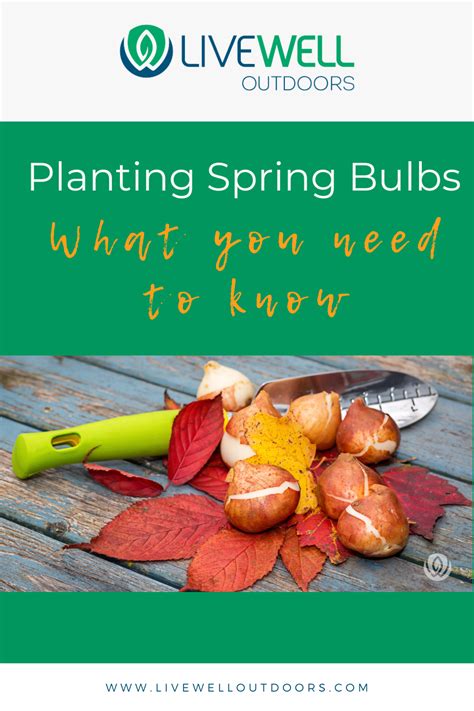 Image result for Planting Bulbs for Spring