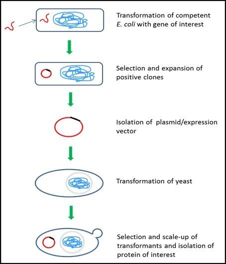 Protein Expression Methods 的图像结果