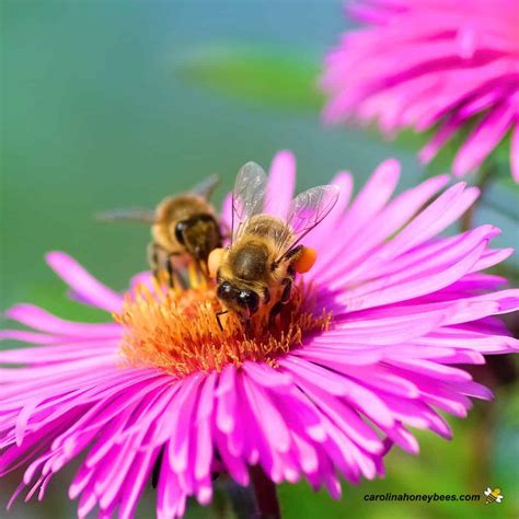 Honey Bees On Flowers