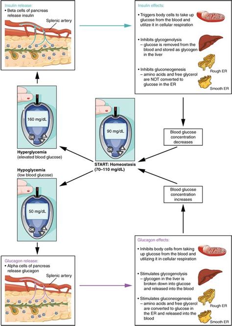 Pancreas - heterocrine gland — lesson. Science CBSE, Class 10.