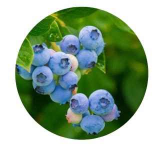 Blueberry Facial Kit with Blueberry Extract for a Younger Looking Skin ...