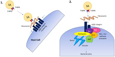 Pathogens | Special Issue : Classic and Non-classic Intracellular ...