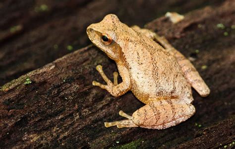 Image result for Types of Tree Frogs